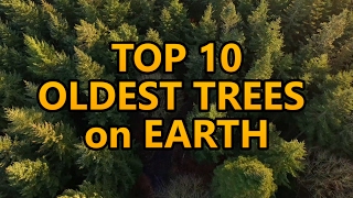 Top 10 oldest trees on Earth