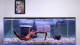 (New Tank Setup) Flowerhorn or Oscar Aquarium - Internal Sump Filter