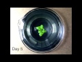 Timelapse of duckweed growth