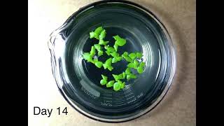 Time-lapse Video of Duckweed Growth