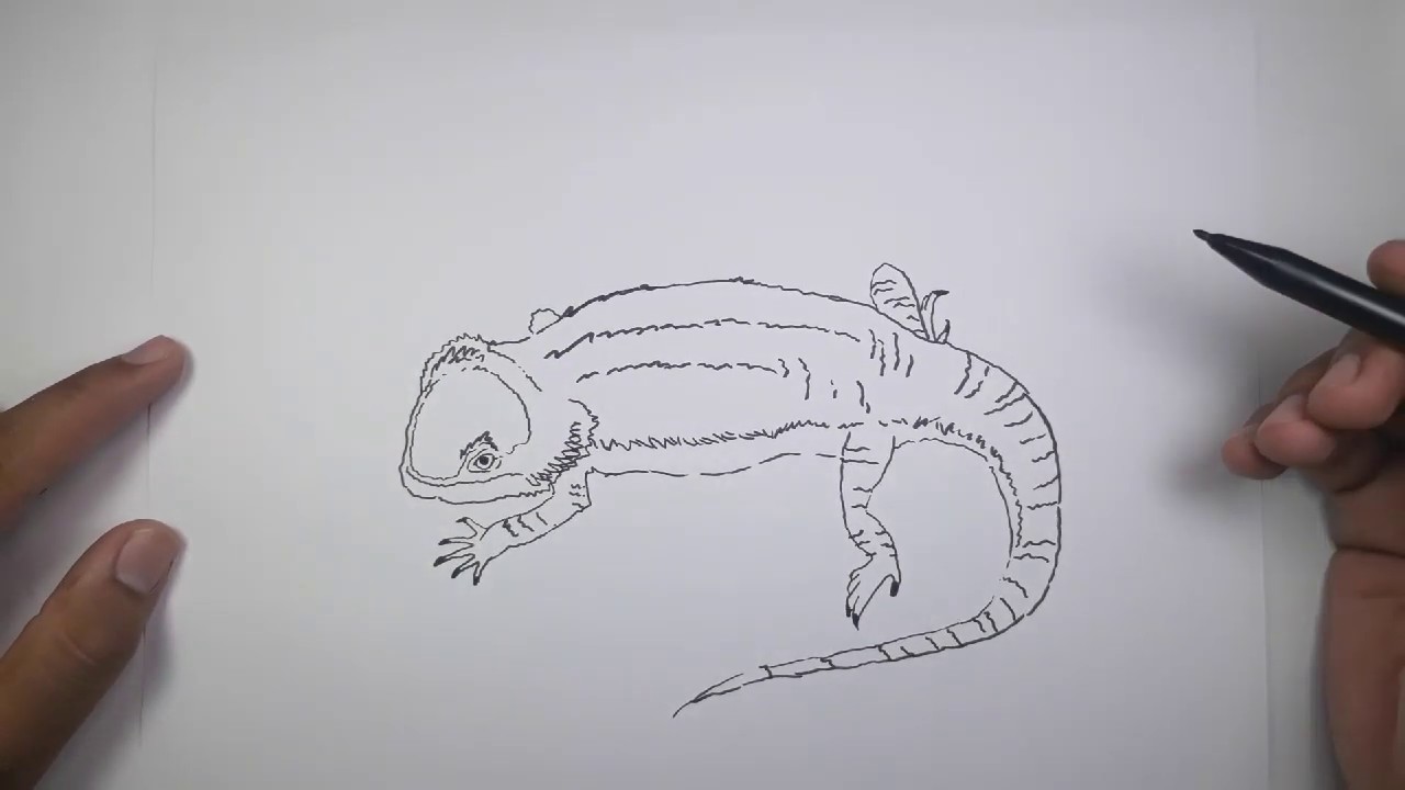 How to draw BEARDED DRAGON in 5 minutes - YouTube