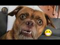 Try Not To Laugh 😂😂 Funny Dogs Compilation 2025 | Funny animal Videos