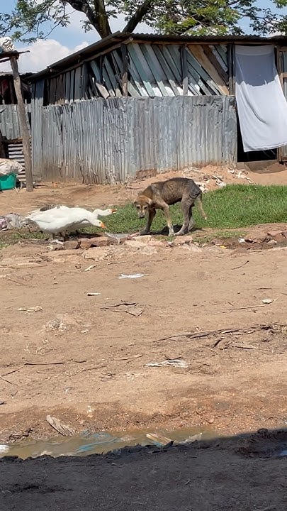 WHY ARE GEESE SO AGGRESSIVE THIS DOG RAN AWAY FROM ITS OWNERS ONLY TO why-are-geese-so-aggressive-this-dog-ran-away-from-its-owners-only-to