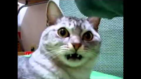 自分のおしりのにおいを嗅いだ猫の反応 Mp3