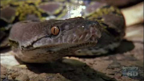 Austin Stevens in Search of the Man Eating Phyton Part 1