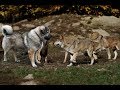 Dog vs real Wolf reaction Test ( part 1 )