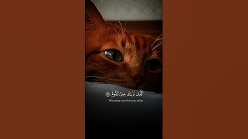 القارئ عبد الرحمن مسعد بدون مؤثرات | تلاوة من سورة الشعراء