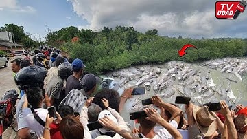 Puluhan Buaya Tiba² Muncul di Muara!! Warga Gempar, Dari Mana Buaya Ini??