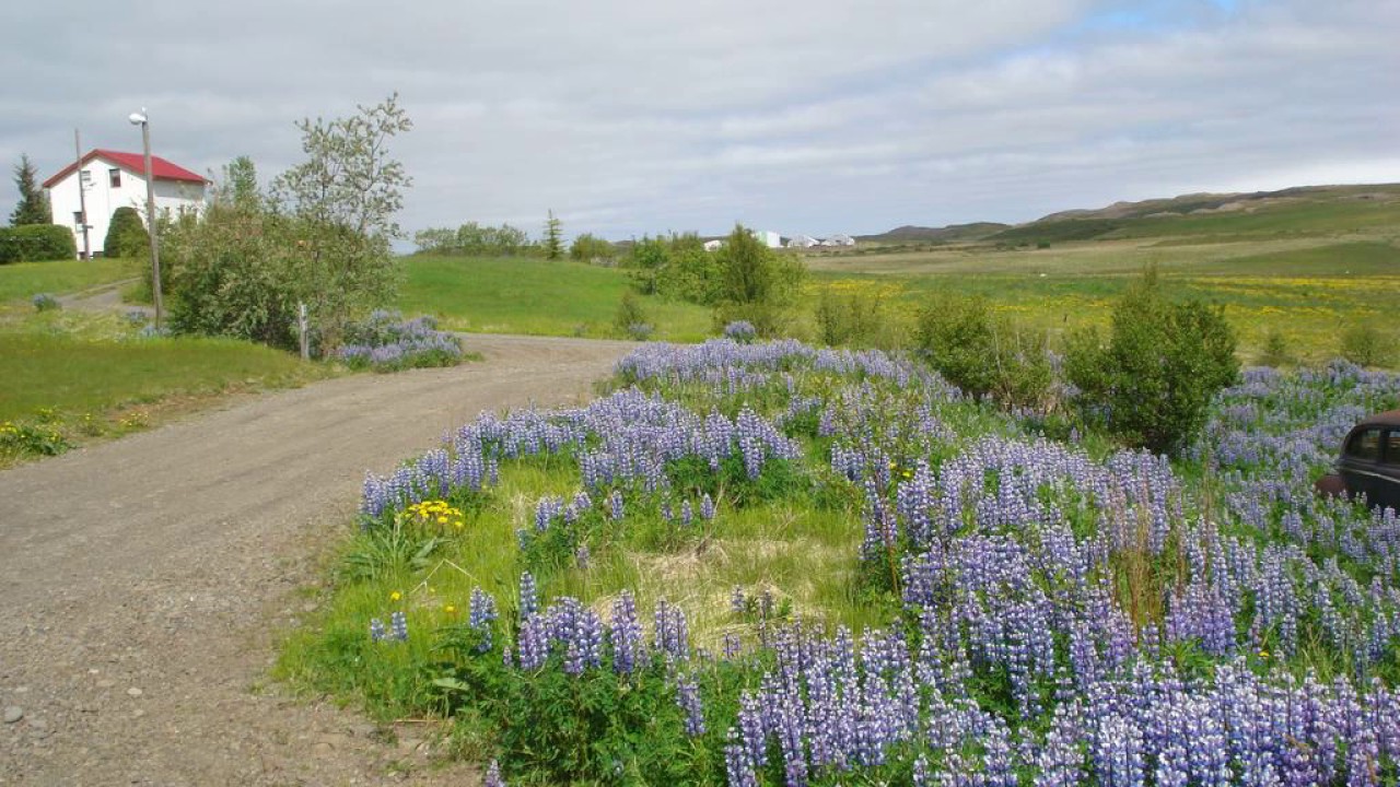 Vinland Guesthouse - Egilsstadir  - Iceland