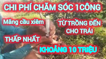 🔴 CHI PHÍ ĐỂ TRỒNG 1 CÔNG MÃNG CẦU XIÊM GHÉP GỐC BÌNH BÁT, TỪ TRỒNG ĐẾN MANG TRÁI | @kysudoitui
