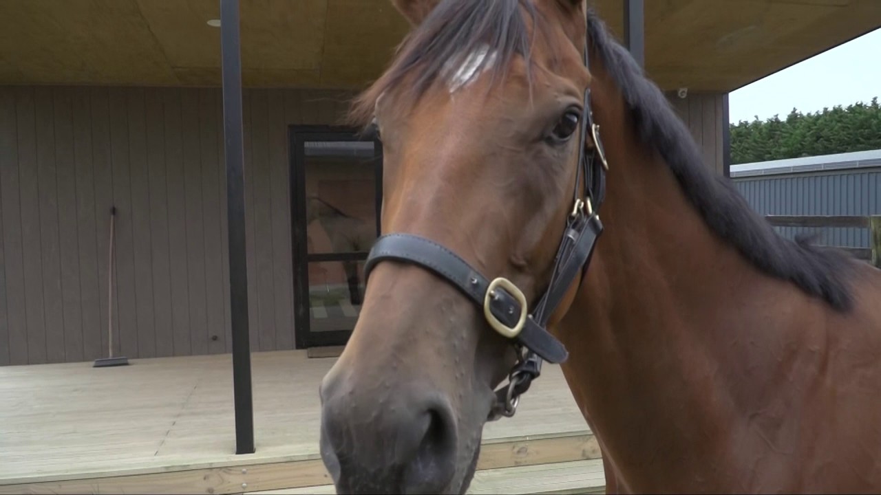 2017 NZ Derby preview: Sacred Elixir