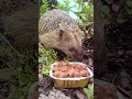 "Into the Hedgerows: An Insight into Hedgehog Habits",  #animals #nature #amazing spiky ball