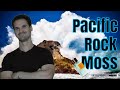 Pacific Rock Moss 🗿🗿 Is this really a summer banger? 🔥🔥