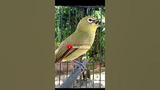 PLECI DAKUN NGALAS MANGGIL MUSUH #terapipleci #kicaumania #terapiburungmacet #pancinganpleci