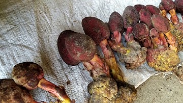 Bán Nấm Ngọc Cẩu Tươi, Khô Liên hệ 0942676663 | Hương Rừng Xứ Lạng