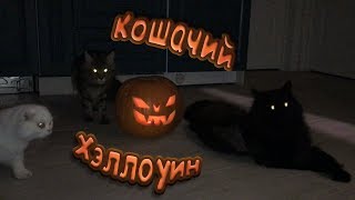 КОШАЧИЙ ХЭЛЛОУИН 🎃 КОШАЧИЙ ХЭЛЛОУИН 🎃