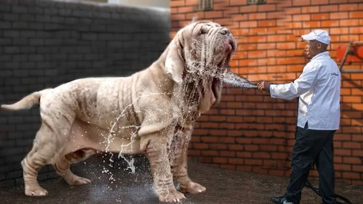 These Are 10 Most Wrinkled Dog Breeds Ever