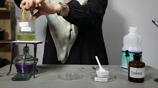Percobaan Fotosintesis sachs