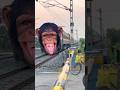 Dangerous monkey express train level crossing #train #shorts 