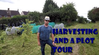 harvests and a plot tour by Wayne's Allotment 218 views 10 months ago 24 minutes