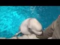 もう九歳♪ ♀ベルーガ ナナ先生ムチムチ化の理由