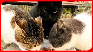 feed street cats. покормил бездомных кошек. feed street cats. покормил бездомных кошек.