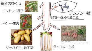 3. 光合成でできた物質のゆくえ(サムネイル画像)