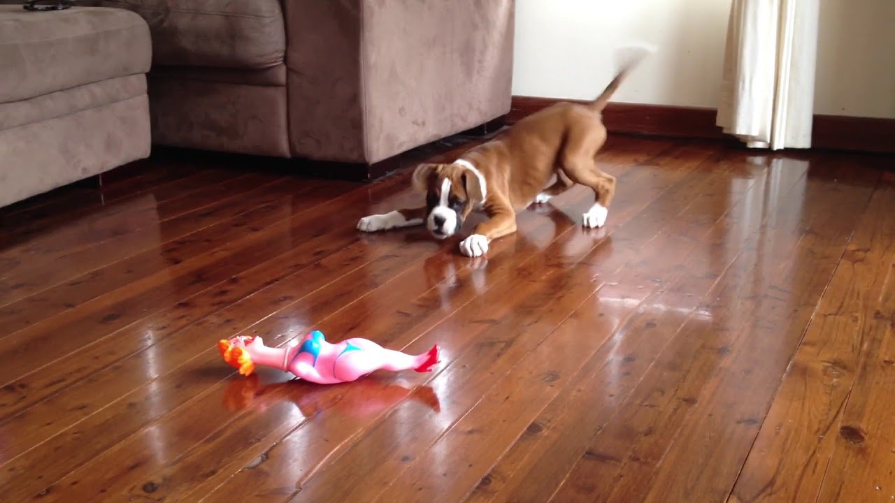 Cute 10 week old Boxer puppy playing with his chew toy - YouTube