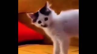 Bro forgot he is a cat💀