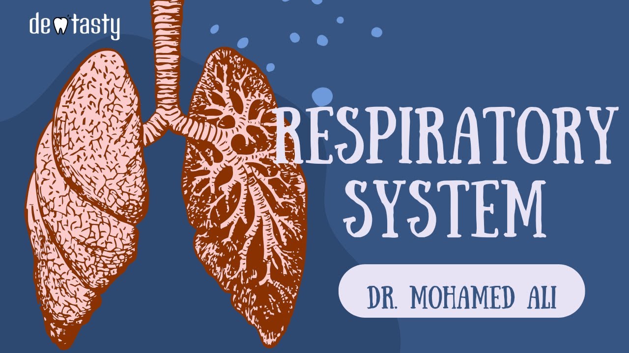 Anatomy of Respiratory system 🫁 تشريح الجهاز التنفسي