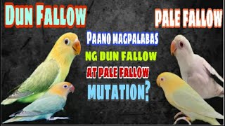 DIFFERENCE BETWEEN DUN FALLOW AND PALE FALLOW LOVEBIRDS I HOW TO PRODUCE DUN FALLOW & PALE FALLOW