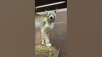 #animals #shorts #subscribe #trending #funny #fyp #fun #cool #viral #funk #tiktok #foryou #fypシ