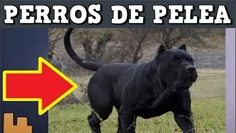 ¿Cuál es el perro más duro en una pelea?