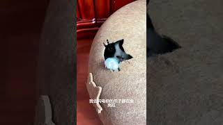 The cold face is cute and the white claws fly away#Cow cat#Sheriff Black Cat#Cat PAWS#Take
