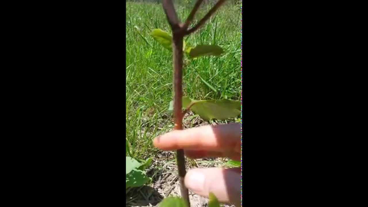 Japanese Knotweed | Reservatol | Anti Aging