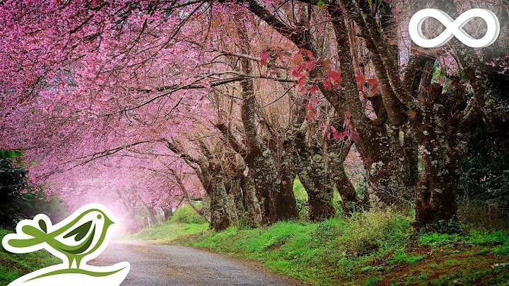 Permanent Link to 9 Hours of Relaxing Piano Music: Sleep Music, Beautiful Relaxing Music, Meditation Music ★92