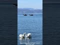 Охрид: лебеди с Руской Ладоги на фоне лодок НАТО