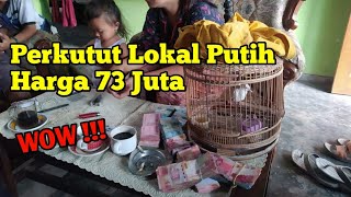 Download Lagu Burung perkutut lokal putih harga 73 juta, di bayar kontan-tunai MP3