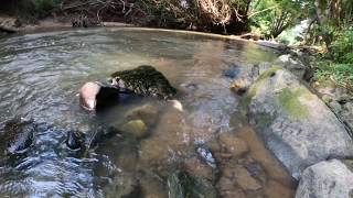 Yılanın Balık Avı - Snake Fishing