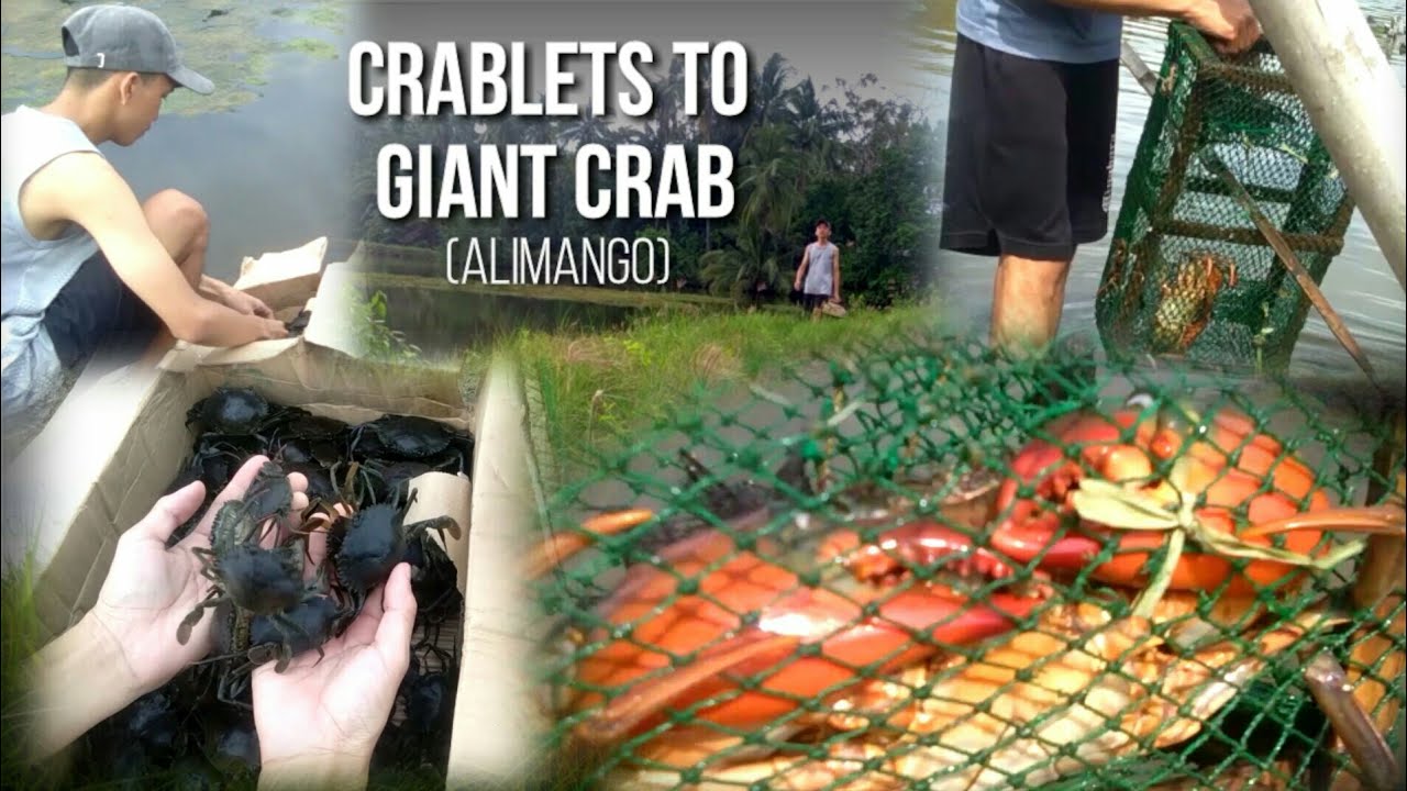 MUD CRAB FARMING |FROM CRABLETS TO GIANT MUD CRAB| Crab Farming Culture| AitoBito