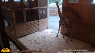 Giraffe Cam  Animal Adventure Park