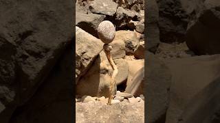 The Art of Balance — by Saurabh Rajput. Subscribe for impossible balances.