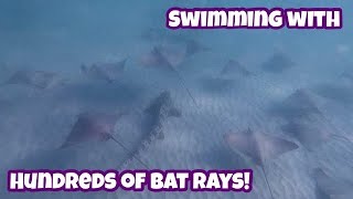 Swimming with HUNDREDS of Bat Rays in La Jolla, CA 4k