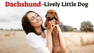 Dachshund: The Lively Little Dog with a Big Personality