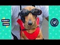 [20 MIN] Ultimate CUTE PETS &amp; FUNNY ANIMALS Compilation | Funny Vines August 2018