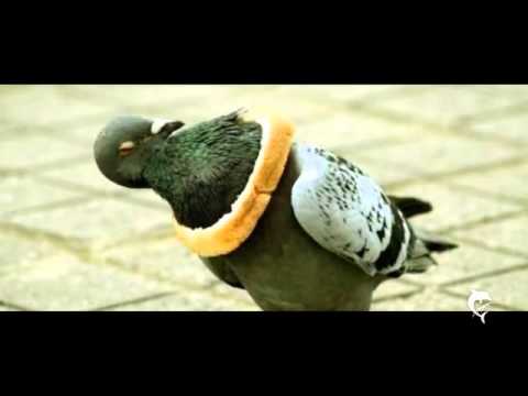 Schatz & Wickinger — Schatz & Wickinger - Aufziehvogel