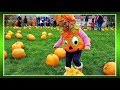 HALLOWEEN PUMPKIN festival.Фестиваль тыквы.Хэллоуин.ИРЛАНДИЯ