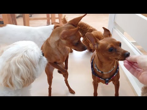 似てちゅあピンシャー 🐶ひみつきちなう!①🐶  2024年7月25日