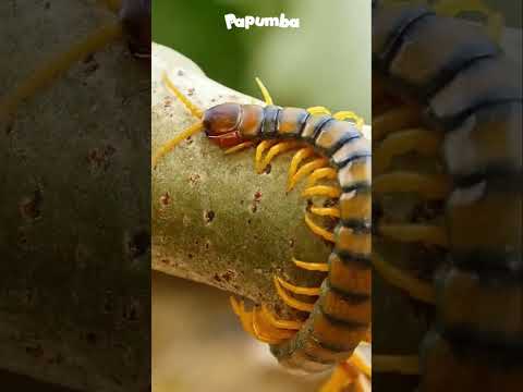 BICHOS DIVERTIDOS E