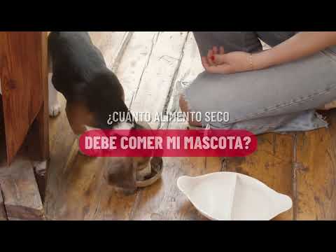 ¿Cuánto alimento seco debe comer mi mascota?